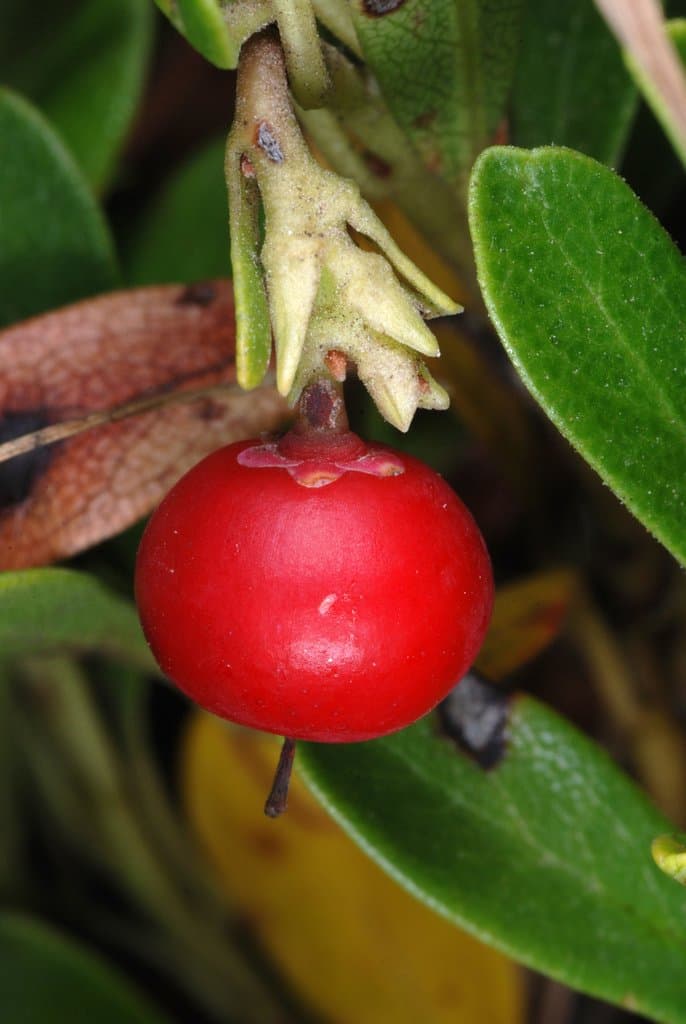 Arctostaphylos uva-ursi (L.) Spreng.