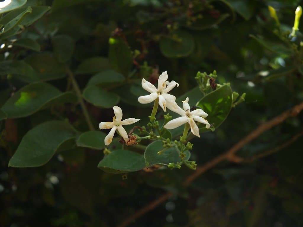 Jasminum arborescens Roxb.