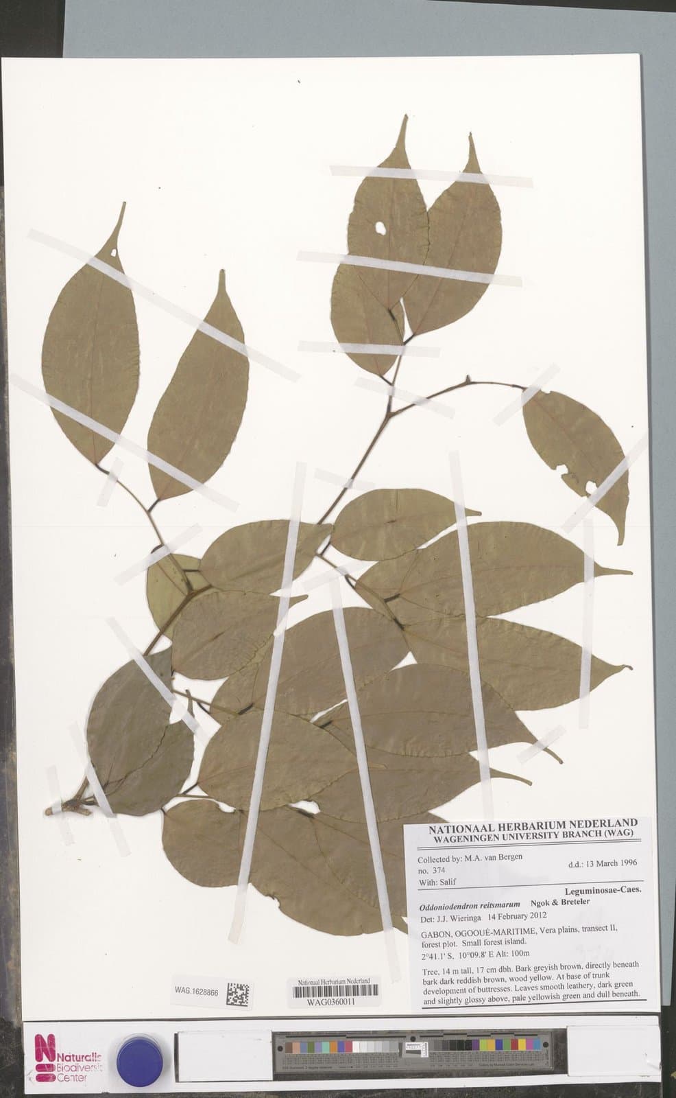 Oddoniodendron reitsmarum Ngok & Breteler