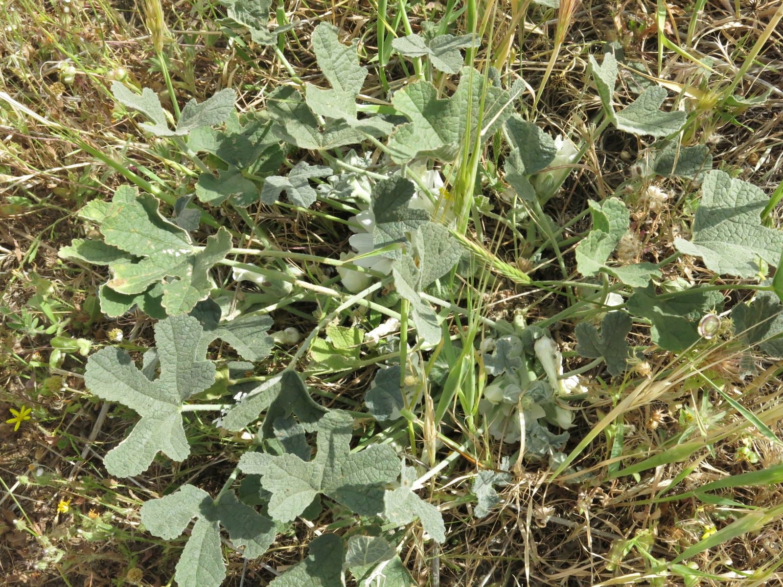 Alcea galilaea Zohary