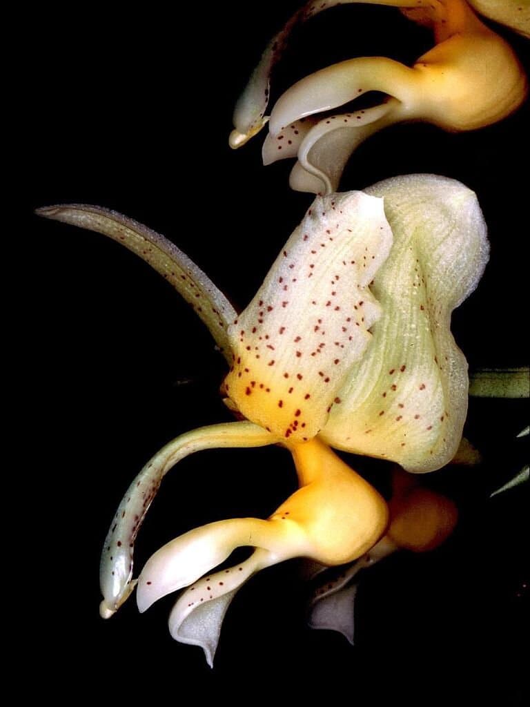 Stanhopea radiosa Lem.