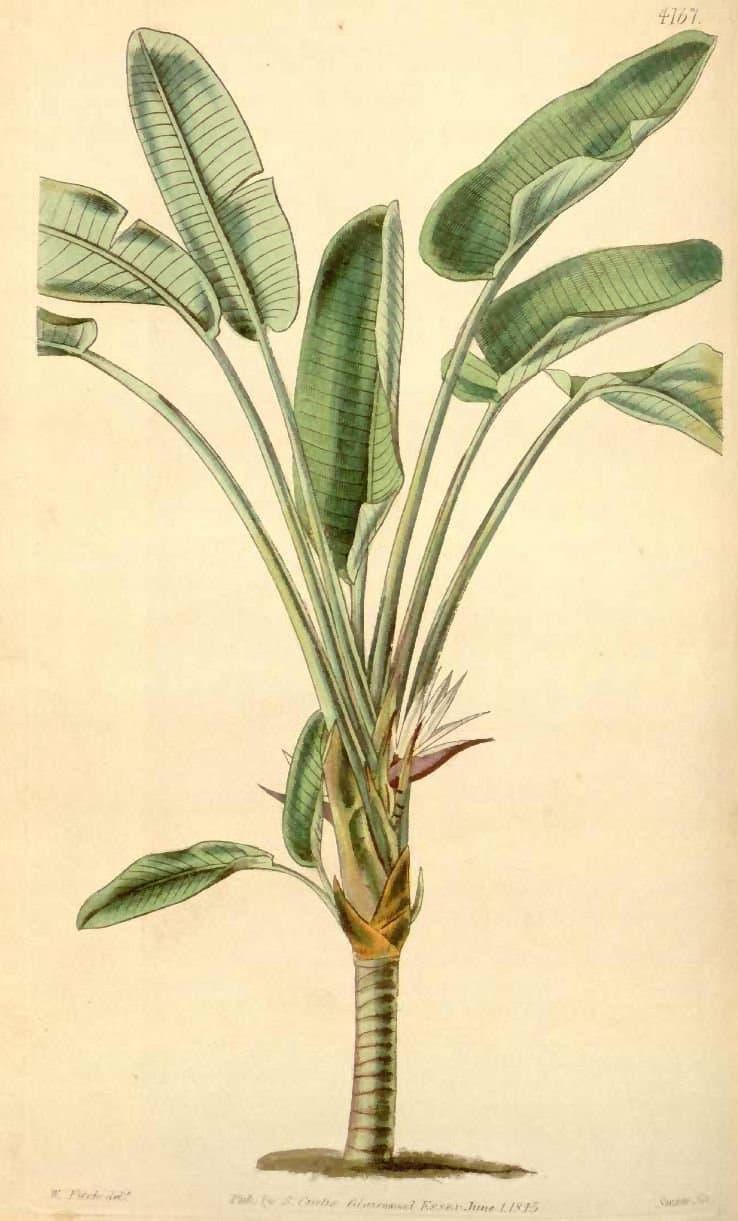 Strelitzia alba (L.f.) Skeels