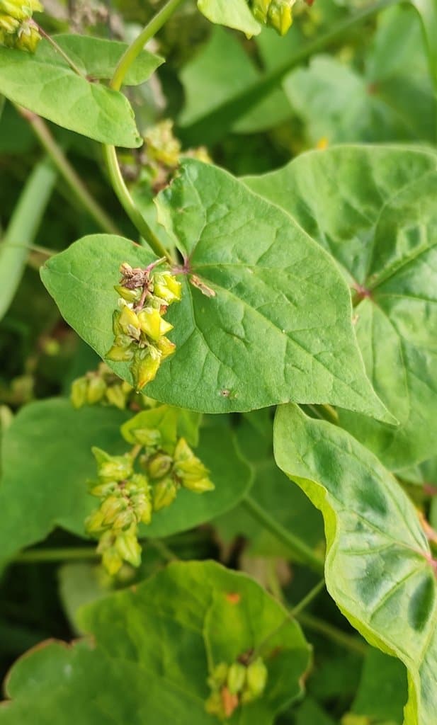 Fagopyrum tataricum (L.) Gaertn.