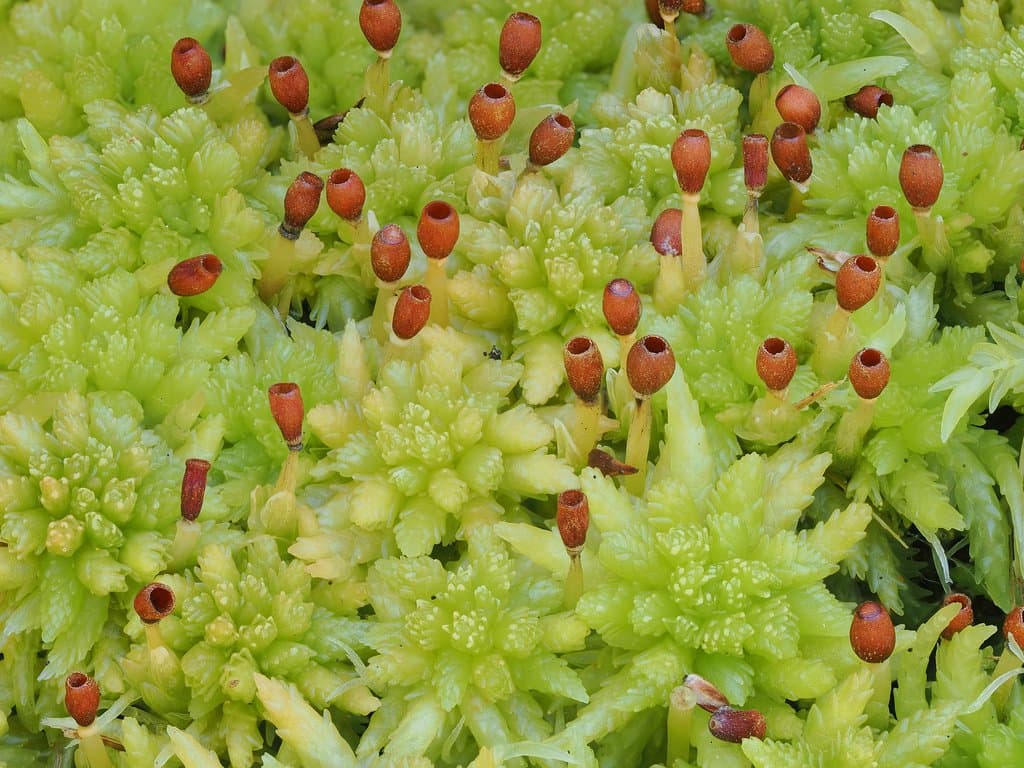 Sphagnum palustre L.