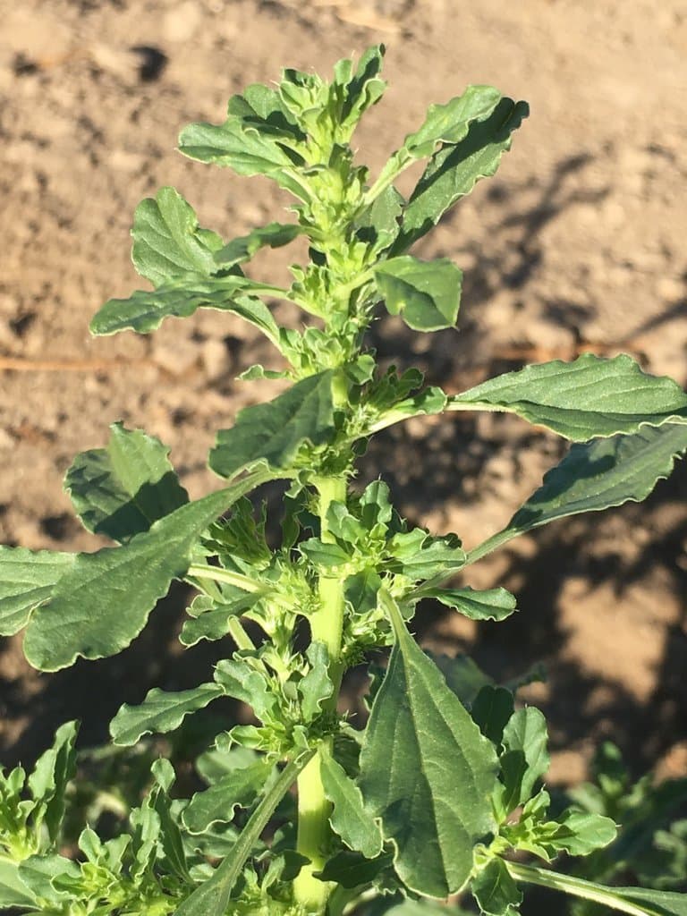 Amaranthus albus L.