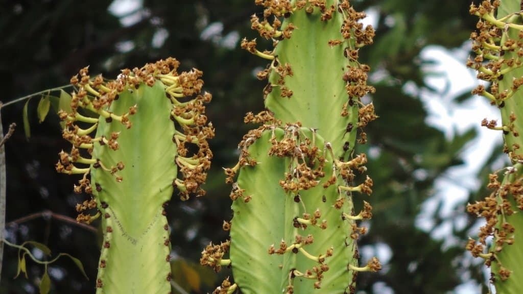 Euphorbia ingens E.Mey. ex Boiss.