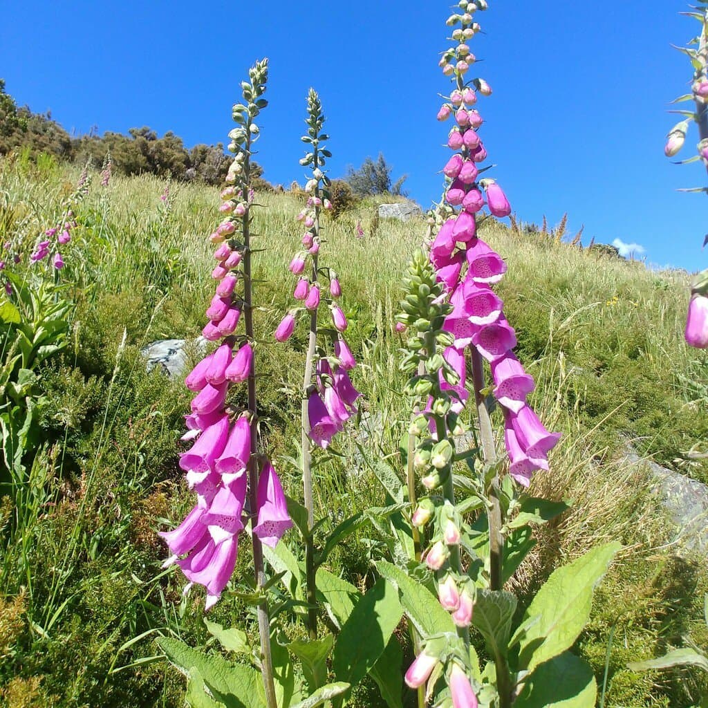 Digitalis purpurea L.