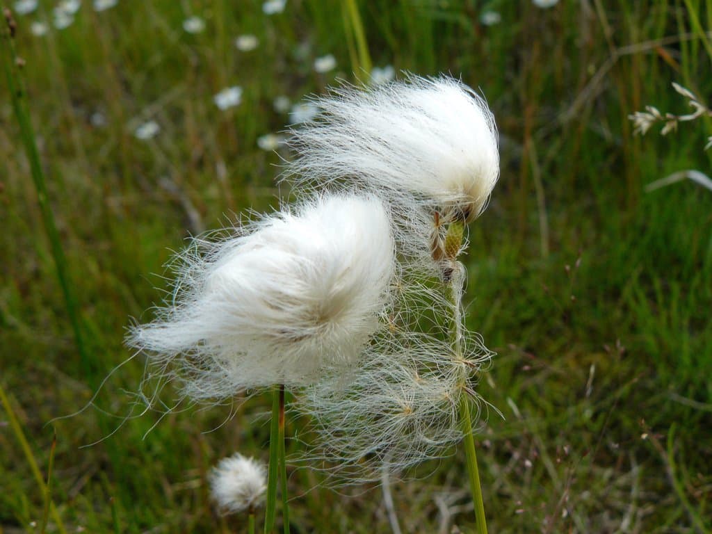 Eriophorum scheuchzeri Hoppe