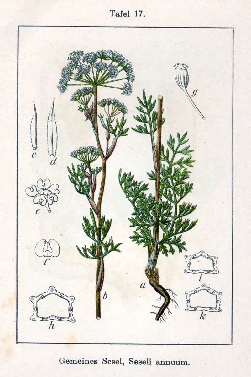Seseli annuum L.