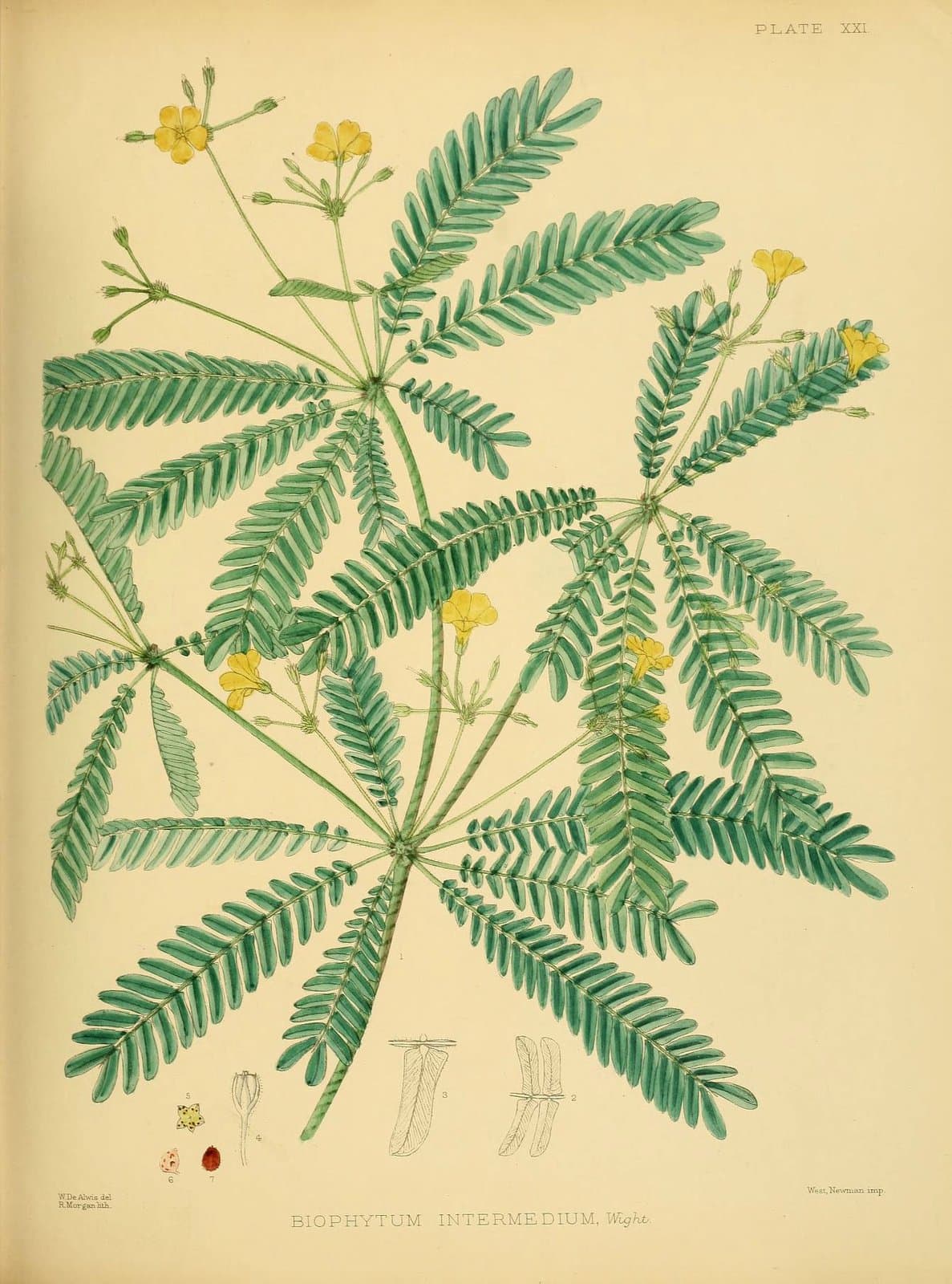 Biophytum intermedium Wight