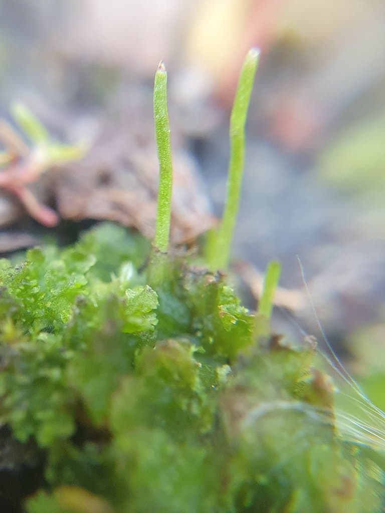 Anthoceros punctatus L.