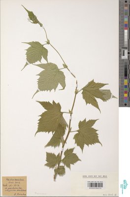 Neillia tanakae Franch. & Sav.