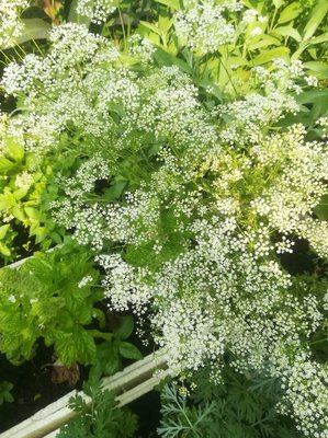 Pimpinella anisum L.: leaf