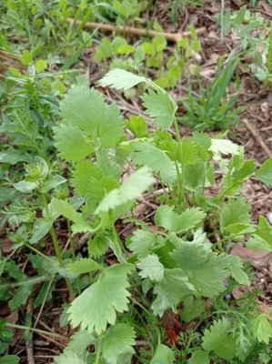 Pimpinella anisum L.: leaf