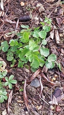 Pimpinella anisum L.: leaf