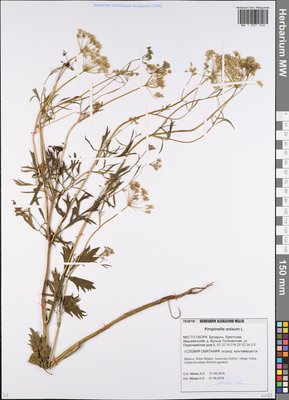 Pimpinella anisum L. (Бедренец анисовый), Moscow University Herbarium