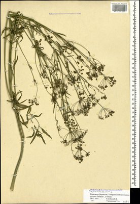 Pimpinella anisum L. (Бедренец анисовый), Moscow University Herbarium