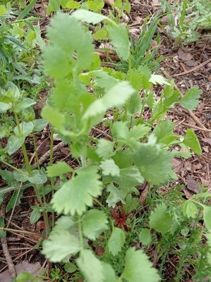Pimpinella anisum L.: leaf