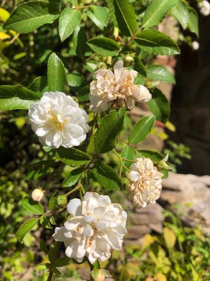 Rosa moschata Herrm.: flower