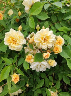 Rosa moschata Herrm.: flower