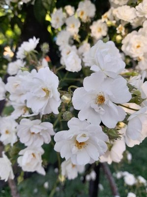 Rosa moschata Herrm.: flower