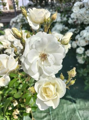Rosa moschata Herrm.: flower