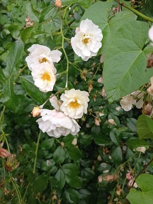 Rosa moschata Herrm.: flower