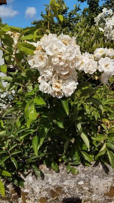 Rosa moschata Herrm.: flower