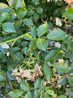 Rosa moschata Herrm.: leaf