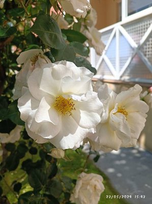 Rosa moschata Herrm.: flower