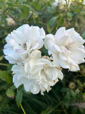 Rosa moschata Herrm.: flower