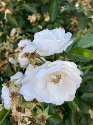 Rosa moschata Herrm.: flower