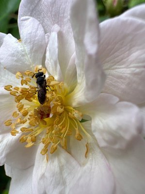 Rosa moschata Herrm.: flower
