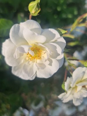 Rosa moschata Herrm.: flower