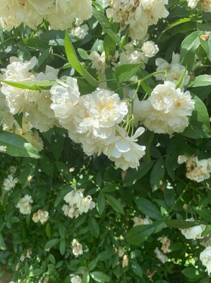 Rosa moschata Herrm.: flower