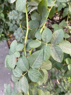 Rosa moschata Herrm.: leaf