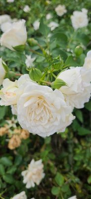 Rosa moschata Herrm.: flower