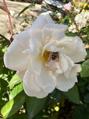 Rosa moschata Herrm.: flower