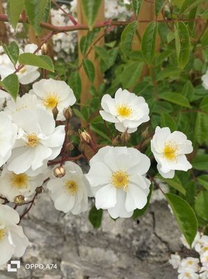 Rosa moschata Herrm.: flower