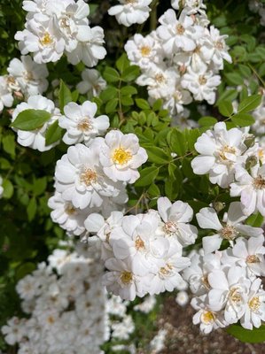 Rosa moschata Herrm.: flower