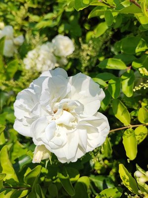 Rosa moschata Herrm.: flower