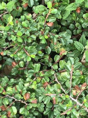 Cotoneaster adpressus Bois: leaf