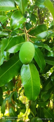 Dipteryx odorata (Aubl.) Forsyth f.: fruit