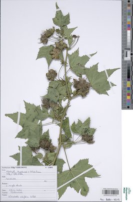 Kitaibela vitifolia Willd.