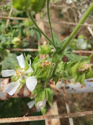 Kitaibelia vitifolia Willd.: flower