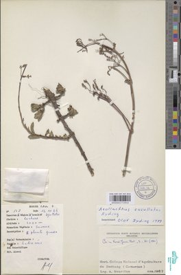 Aeollanthus cucullatus Ryding