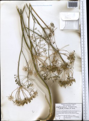 Kafirnigania hissarica (Korov.) R. Kam. & G.K. Kinzikaeva (Кафирнигания гиссарская), Moscow University Herbarium