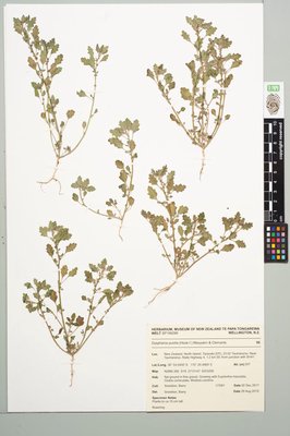 Dysphania pusilla (Hook.f.) Mosyakin & Clemants