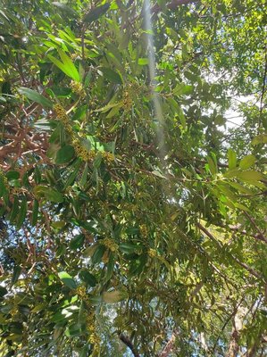 Ilex latifolia Thunb.: fruit
