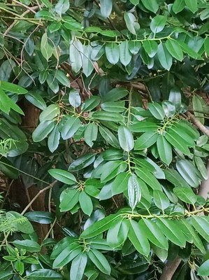 Ilex latifolia Thunb.: leaf
